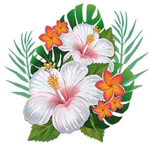 Free Notes on Morphology of Flowering Plants For NEET  2026